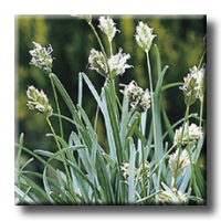 Sesleria caerulea / Сеслерия синя