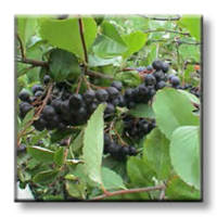 Aronia melanocarpa / Арония