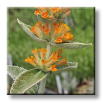 Buddleja Orange Scepter / Будлея  жълто-оранжева