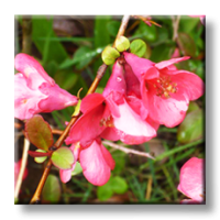 Chaenomeles japonica / Японска дюля, Цидония