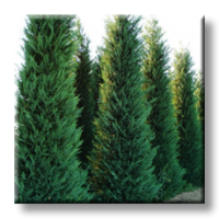 Cupressocyparis leylandii / Лейландски кипарис, зелен