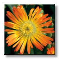 Delosperma Orange Wonder / Делосперма оранжева