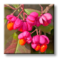 Euonymus europaeus Red Cascade / Европейски чашкодрян Червена каскада