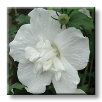 Hibiscus White Chiffon / Хибискус шифон бял
