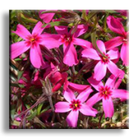 Phlox subulata / Флокс червен