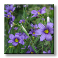 Sisyrinchium angustifolium / Сисиринхиум