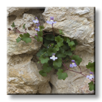 Cymbalaria muralis / Стенна цимбалария