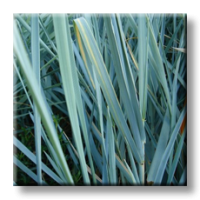 Elymus arenarius / Пясъчен елимус, Леймус