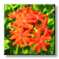 Lychnis chalcedonica / Лихнис
