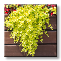 Lysimachia nummularia Goldilocks / Лизимахия жълтолистна