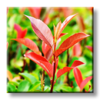 Photinia Red Robin / Фотиния Червен робин
